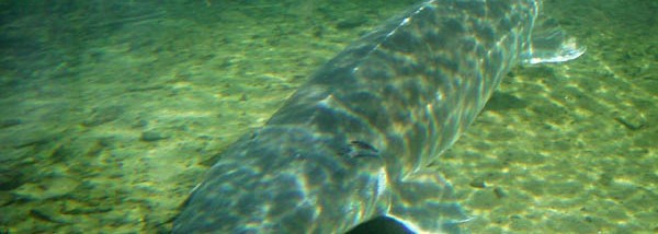 russian-sturgeon