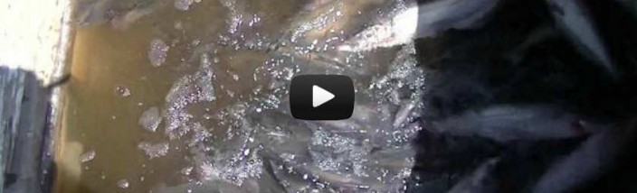 8-30-12 Stocking Video