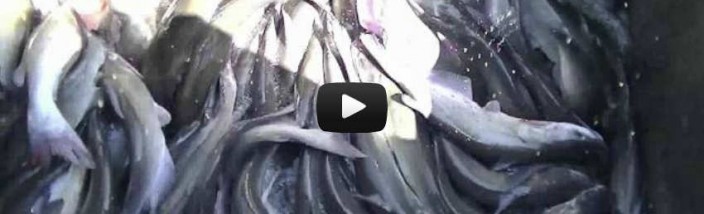 9-27-12 Stocking Video