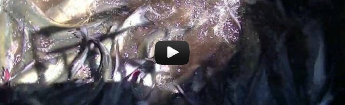 9-6-12 Stocking Video