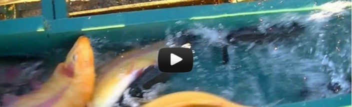 CORONA LAKE TROUT OPENER STOCKING ! - BIG LIGHTNING, SIERRA BOW & BIG HOOK JAW RAINBOWS - 10-24-12