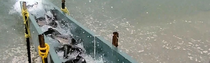 11-15-12 Stocking Video