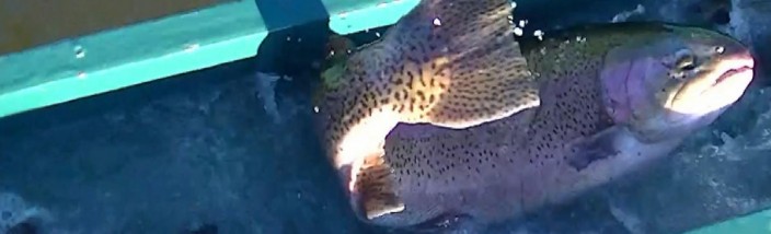 1-4-13 & 1-3-13 STOCKING - LOADS OF TOADS & SIERRA BOWS - CORONA & SANTA ANA RIVER LAKES