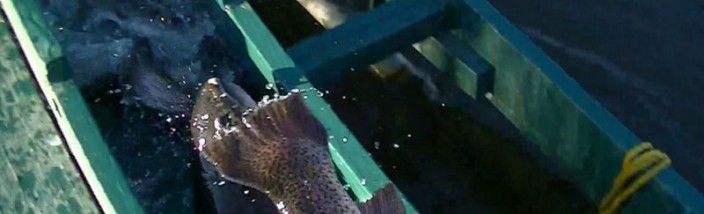 2-14-13 Stocking Video
