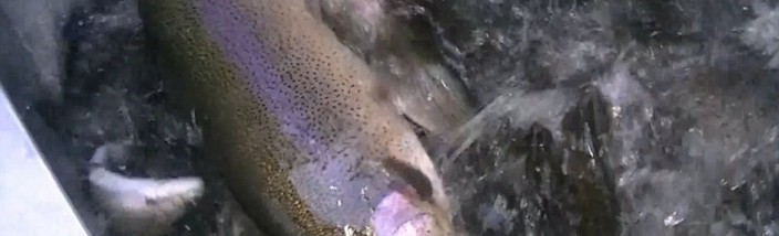 2-7-13 Stocking Video