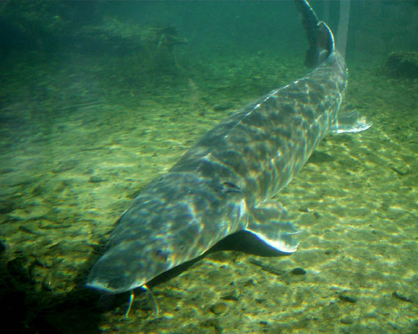 russian-sturgeon