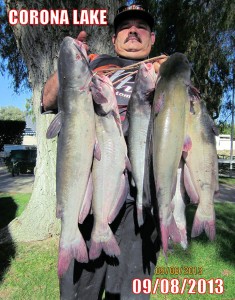 Adrian Pintor - 7 cats totaling 32 pounds 10 ounces - fishing at corona lake
