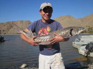 20 pound sturgeon corona lake