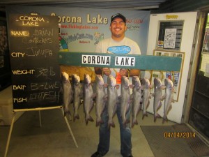 Adrian Contreras of Jurupa Valley caught 10 catfish totaling 32 pounds his largest cat at 4 pounds 8 ounces using cat food from a boat - Corona Lake