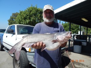 Ray Sell of Cerritos caught a 7 pound 8 ounce catfish using a mealworm & marshmallow combo fishing in the Big Lake