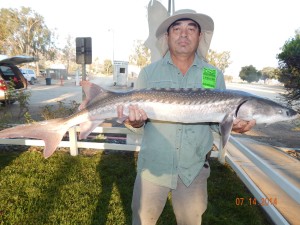 David Han of Alhambra caught & released a 19 pound sturgeon using shrimp at the boat launch ramp - Corona Lake