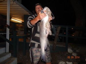 Ed John of Corona caught & released a 14 pound 1 ounce catfish using mackerel at the Dam from shore.
