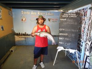Mike Gutierrez caught a 12 pound 8 ounce catfish using mackerel in the catfish lake