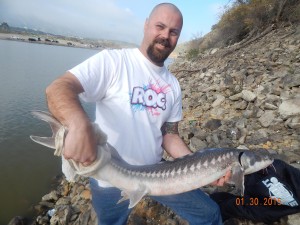 Dave Stringer of Corona caught & released at 25 pound sturgeon using a night-crawler from shore across the lake