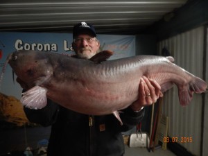 Jim Davis of Murrieta caught and released a 37 pound catfish using shrimp at the Dam
