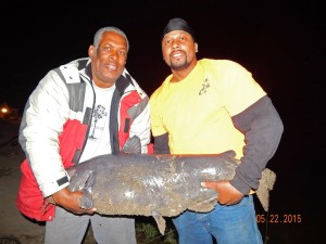 Robert Fuller of L.A. caught and safely released a 78 pound monster catfish aka Bluezilla at Santa Ana River Lakes - PIC 1