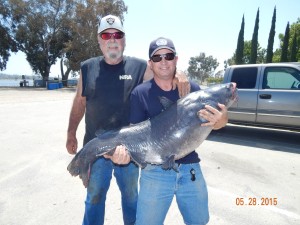 BILL WHITE OF NORCO WAS FISHING BETWEEN LA PALMA POINT AND THE HALF TREE USING MACKEREL AND HOOKED INTO THE MIGHTY BLUZILLA