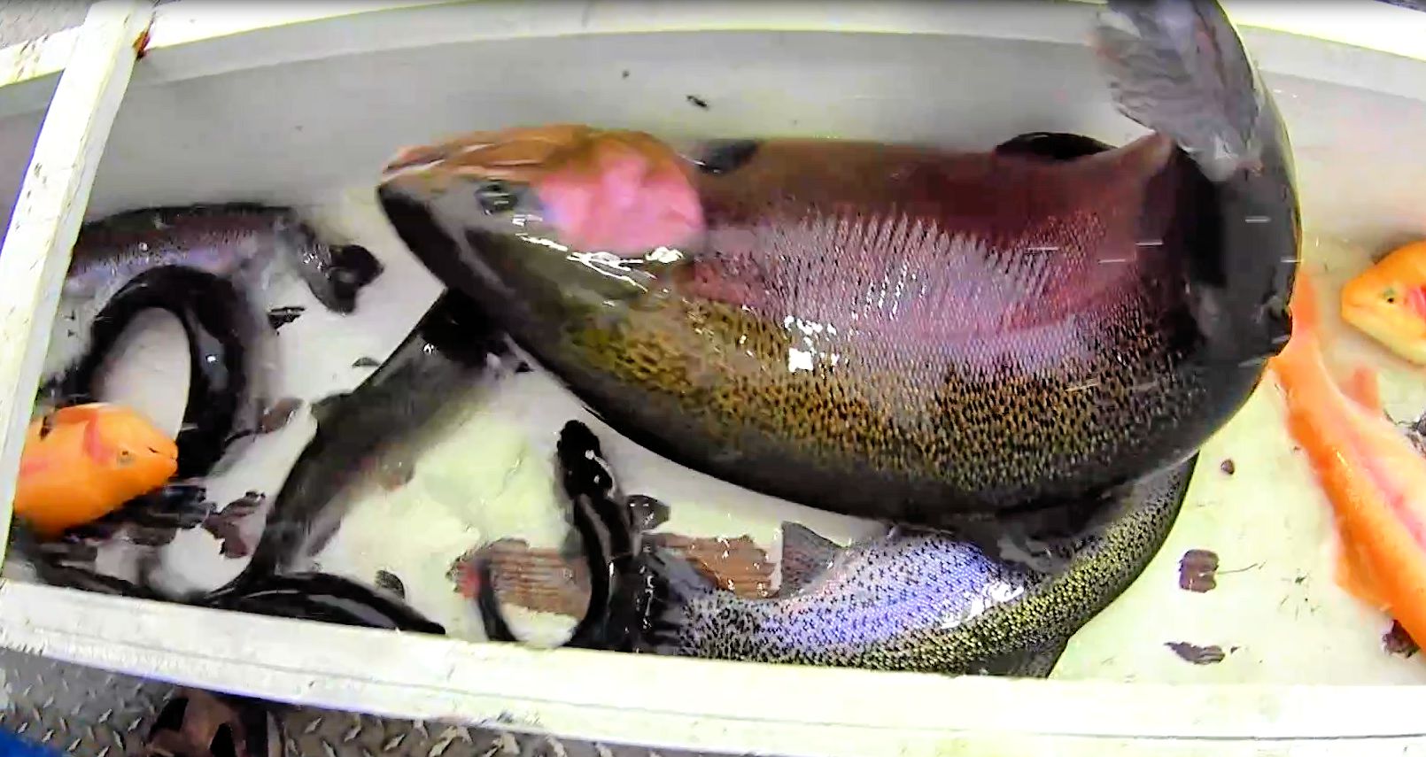 lightning trout lightning trout