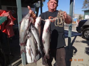 dan-freeman-with-7-catfish-at-sarl