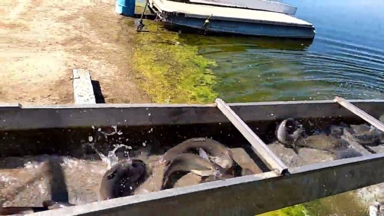 10/1/20 & 9/29/20 STOCKING CATFISH AT SANTA ANA RIVER LAKES