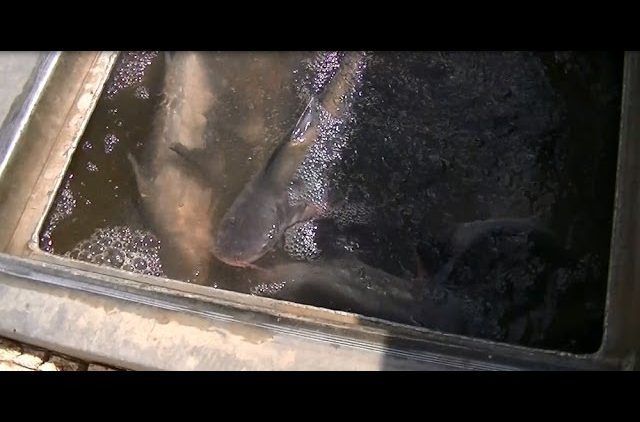 10-10-13 STOCKING CATFISH AT CORONA LAKE & SANTA ANA RIVER LAKES