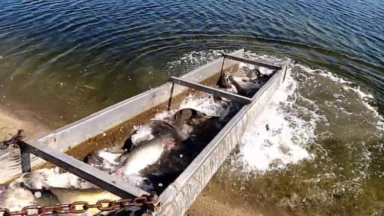 10/15/20 & 10/13/20  STOCKING CATFISH AT SANTA ANA RIVER LAKES