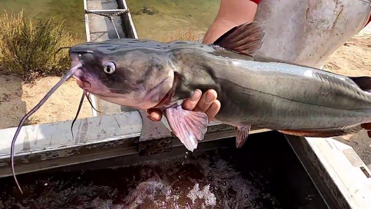 10/22/20 STOCKING THOUSANDS OF CATFISH AT SANTA ANA RIVER LAKES