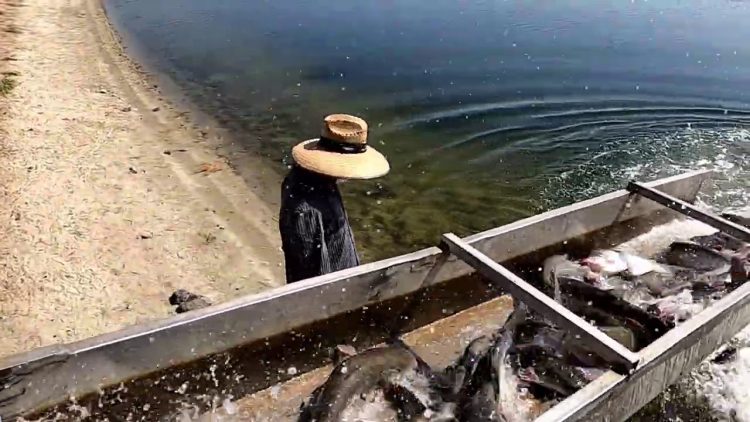 10/8/20 & 10/6/20 STOCKING CATFISH AT SANTA ANA RIVER LAKES