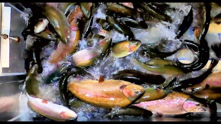 11/12/20 FIRST BIG TROUT STOCKING OF THE SEASON AT SANTA ANA RIVER LAKES