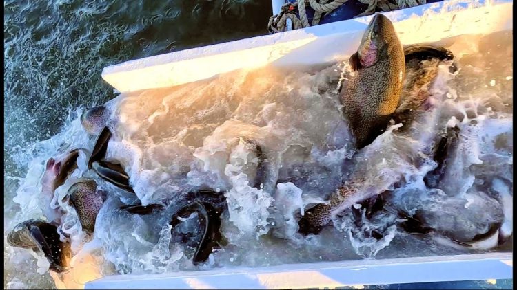 11/17/22 SECOND STOCKING – BIG TROUT & THOUSANDS OF SIERRABOWS AT SANTA ANA RIVER LAKES