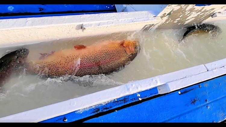 11/18/21 STOCKING BIG TROUT & SIERRA BOWS AT SANTA ANA RIVER LAKES