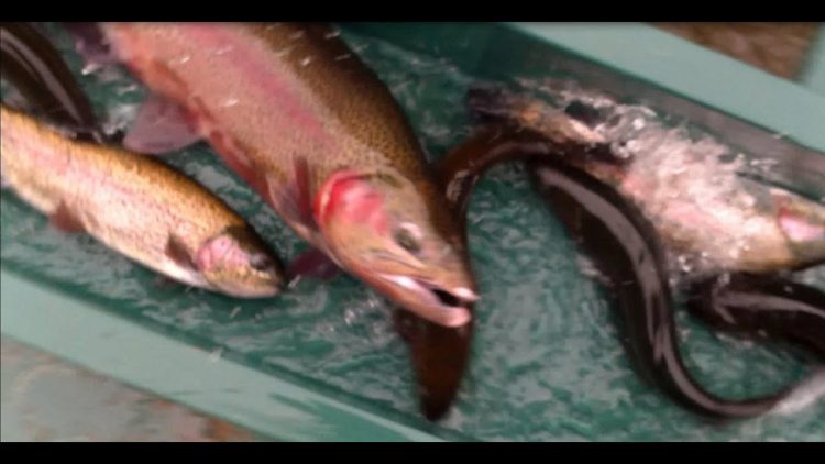 11/2/12 Anaheim & Corona Lake – Stocking BIG Lightning Trout, BIG Hook Jaw Rainbows & Sierra Bows