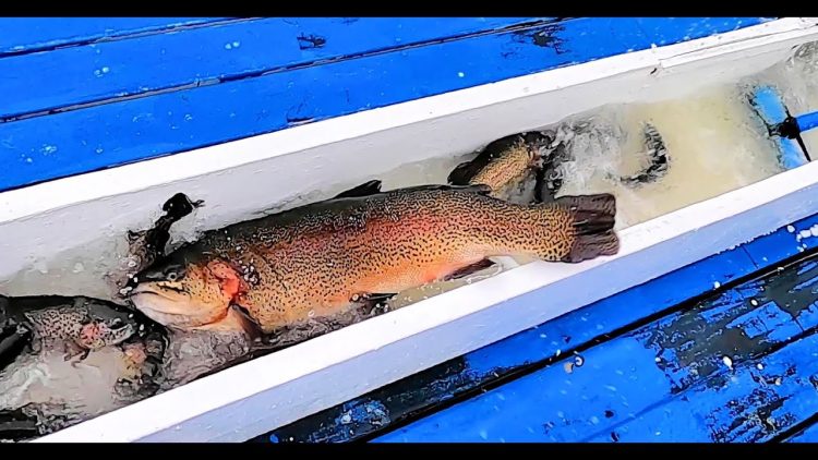 12/2/21 STOCKING SUPER TROUT, TAGGED TROUT & TONS OF SIERRA BOWS AT SANTA ANA RIVER LAKES