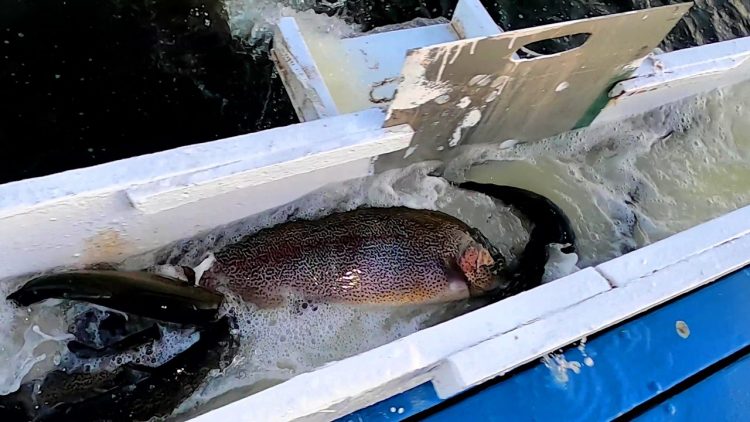 12/24/19 A VERY MERRY CHRISTMAS STOCKING OF SUPER TROUT & SIERRABOWS AT SANTA ANA RIVER LAKES