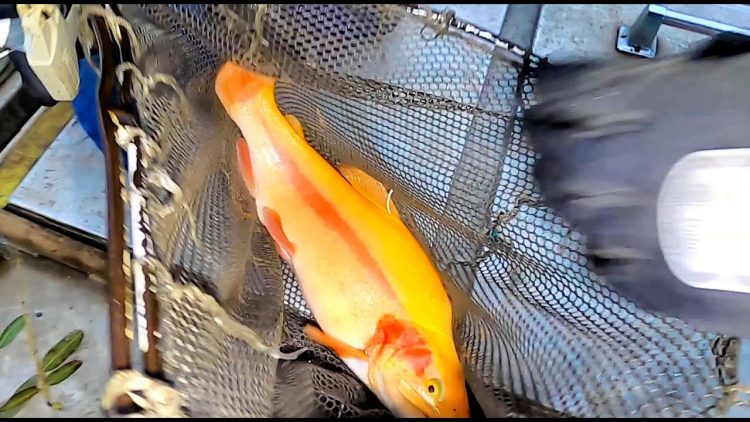 12/9/21 STOCKING BIG LIGHTNING TROUT, TAGGED TROUT & SIERRABOWS AT SANTA ANA RIVER LAKES