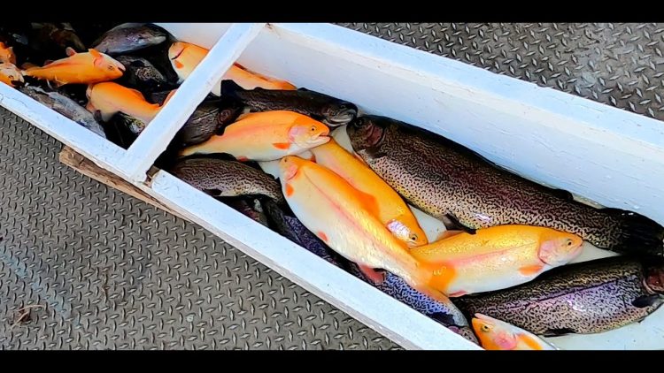 2/11/21 STOCKING LIGHTNING TROUT – BIG TROUT & SIERRA BOWS AT SANTA ANA RIVER LAKES