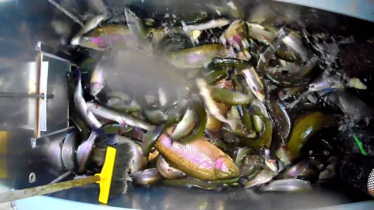 2/4/16 BIG FISH PARADE STOCKING HUGE SUPER TROUT & SIERRA BOWS – SANTA ANA RIVER LAKES
