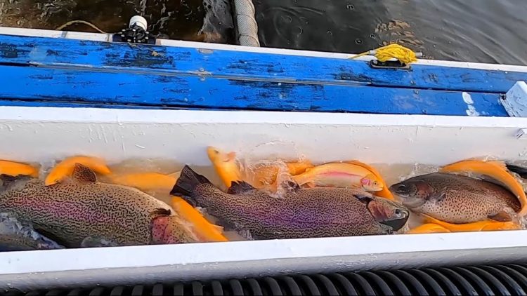 3/10/22 SUPER STOCKING OF BIG LIGHTNING TROUT & SUPER TROUT AT SANTA ANA RIVER LAKES