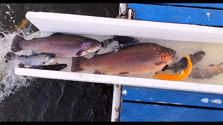 4/8/21 SUPER STOCKING OF LIGHTNING TROUT, SUPERTROUT, SIERRABOWS & CATFISH AT SANTA ANA RIVER LAKES