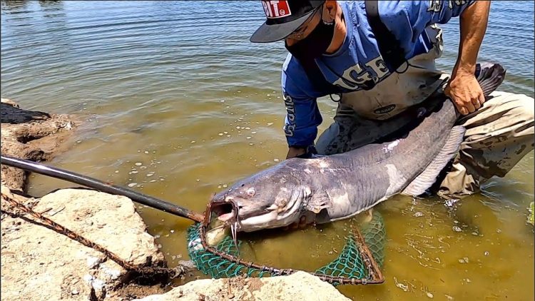 5/27/21 STOCKING 35+ POUND MONSTER CATS & TONS OF TASTY IMPERIAL CATFISH AT SANTA ANA RIVER LAKES