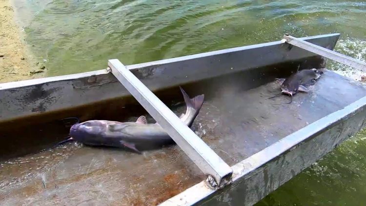 6/13/19 STOCKING IMPERIAL “SILVER” CHANNEL & BLUE CATFISH AT SANTA ANA RIVER LAKES