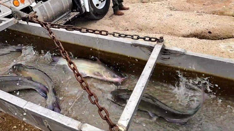 6/2/20 FIRST STOCKING OF CATFISH AT SANTA ANA RIVER LAKES