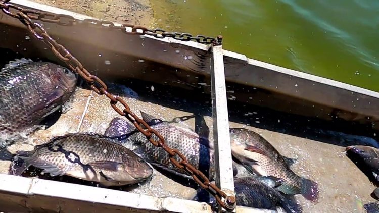 6/25/20 & 6/23/20 STOCKING TONS OF CATFISH & HUGE TILAPIA AT SANTA ANA RIVER LAKES