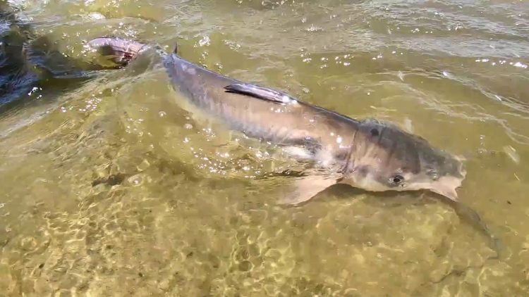 6/27/19 STOCKING IMPERIAL “SILVER” CHANNEL & BLUE CATFISH AT SANTA ANA RIVER LAKES