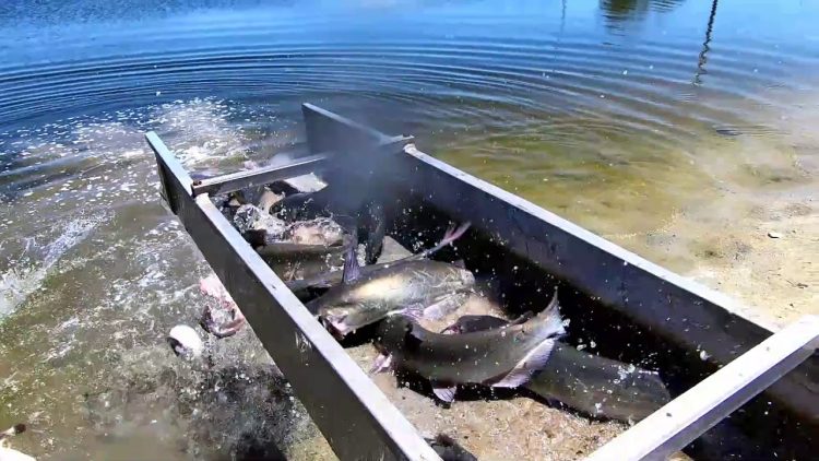 7/11/19 STOCKING IMPERIAL “SILVER” CHANNEL & BLUE CATFISH AT SANTA ANA RIVER LAKES