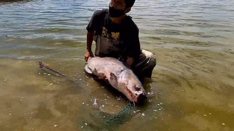 8/13/20 & 8/11/20 STOCKING 35+ POUND MONSTER CATFISH & HUGE TILAPIA AT SANTA ANA RIVER LAKES