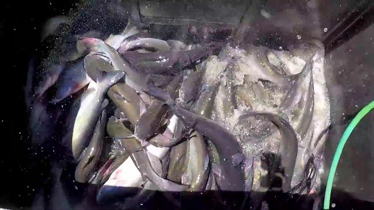 8/8/19 STOCKING IMPERIAL “SILVER” CHANNEL & BLUE CATFISH AT SANTA ANA RIVER LAKES