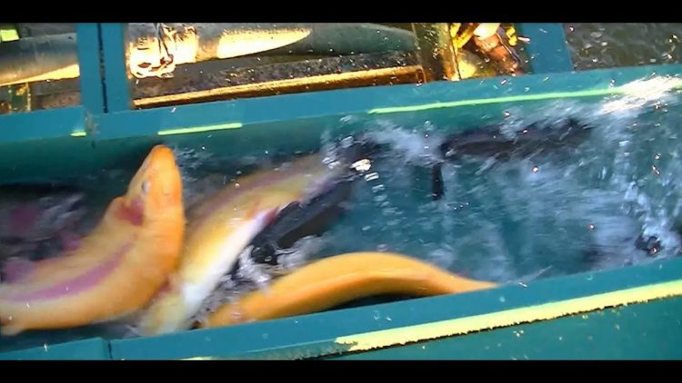 CORONA LAKE TROUT OPENER STOCKING! – BIG LIGHTNING, SIERRA BOWS & BIG HOOK JAW RAINBOWS – 10/24/12