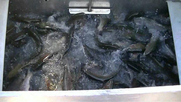 LARGEST SINGLE STOCKING OF TROUT….EVER !!  – 11/23/11