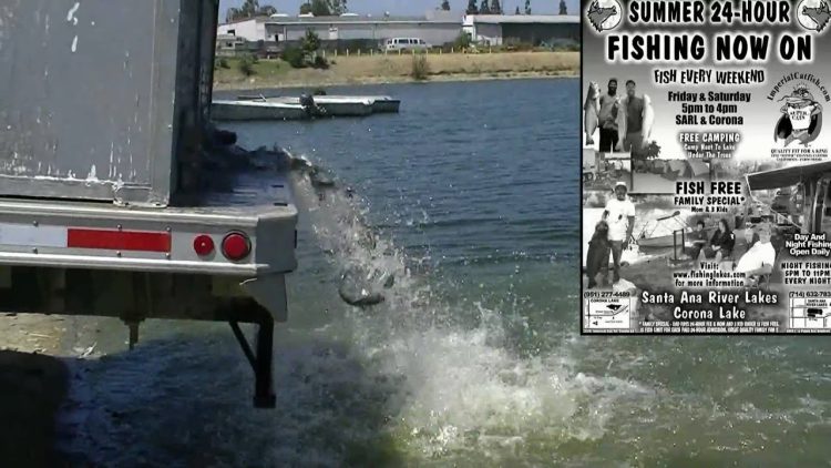 Santa Ana River Lakes – Big Stocking of Silver Catfish – 7/2/10